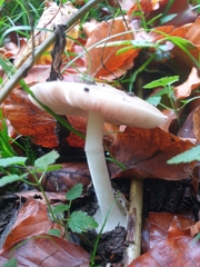 Volvariella murinella