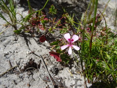 Pelargonium patulum patulum
