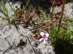 Pelargonium patulum patulum