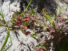 Pelargonium patulum patulum