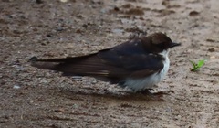 Pseudhirundo griseopyga