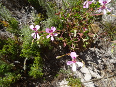 Pelargonium patulum patulum