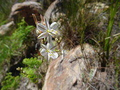 Chlorophytum graminifolium