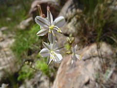 Chlorophytum graminifolium