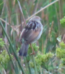 Cisticola galactotes galactotes