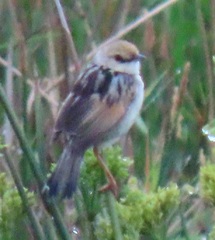 Cisticola galactotes galactotes