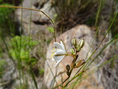 Chlorophytum graminifolium