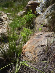 Chlorophytum graminifolium