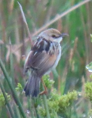 Cisticola galactotes galactotes