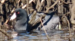Fulica americana