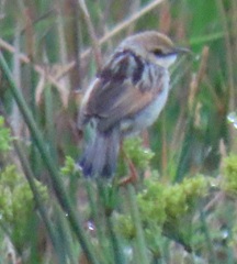 Cisticola galactotes galactotes
