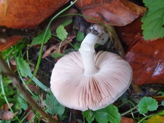 Volvariella murinella