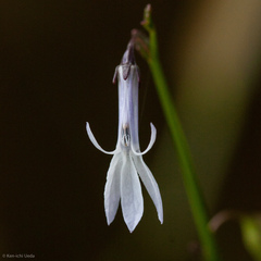 Lobelia dortmanna