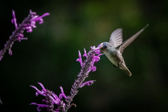 Saucerottia cyanocephala