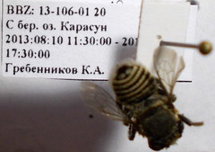 Megachile leachella