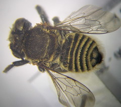 Megachile leachella