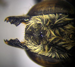 Megachile leachella