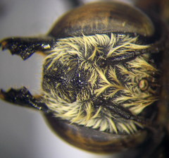 Megachile leachella
