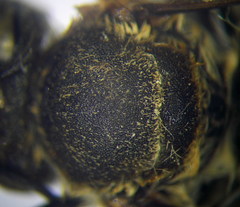Megachile leachella