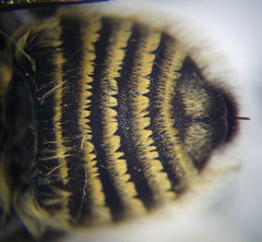 Megachile leachella