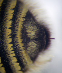 Megachile leachella