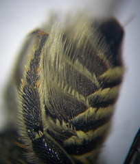 Megachile leachella