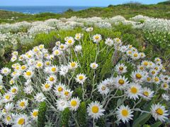 Achyranthemum argenteum