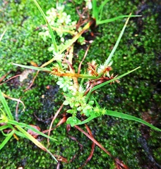 Cyperus