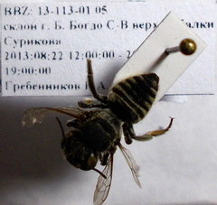 Megachile leachella