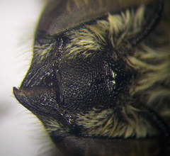 Megachile leachella