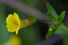 Gratiola aurea