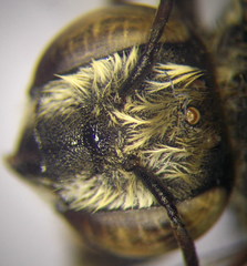 Megachile leachella