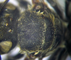 Megachile leachella