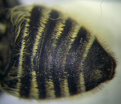 Megachile leachella