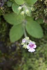 Gloxinia erinoides
