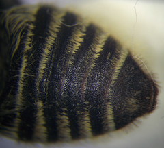 Megachile leachella