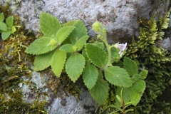 Gloxinia erinoides