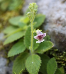 Gloxinia erinoides