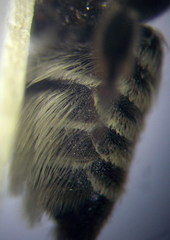 Megachile leachella