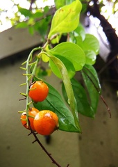 Lagerstroemia speciosa