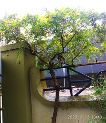 Lagerstroemia speciosa