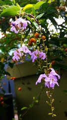 Lagerstroemia speciosa