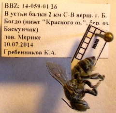 Megachile leachella