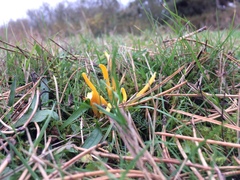 Clavulinopsis helvola