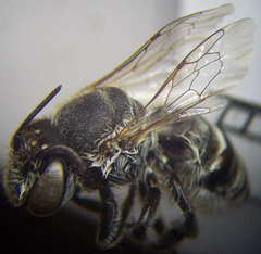Megachile leachella