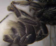 Megachile leachella