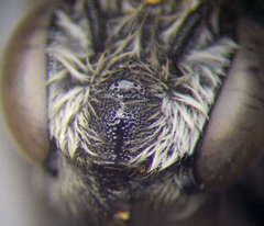 Megachile leachella