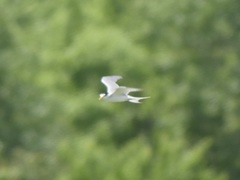 Sternula antillarum athalassos