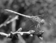 Sympetrum arenicolor