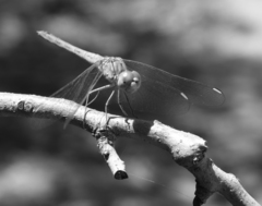 Sympetrum arenicolor